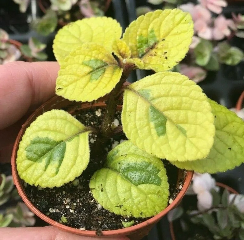 Plectranthus Lime Light Live Plant – 4x 2-inch Pots – Indoor/Outdoor - Image 2