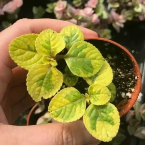 Plectranthus Lime Light Live Plant – 4x 2-inch Pots – Indoor/Outdoor - Image 3