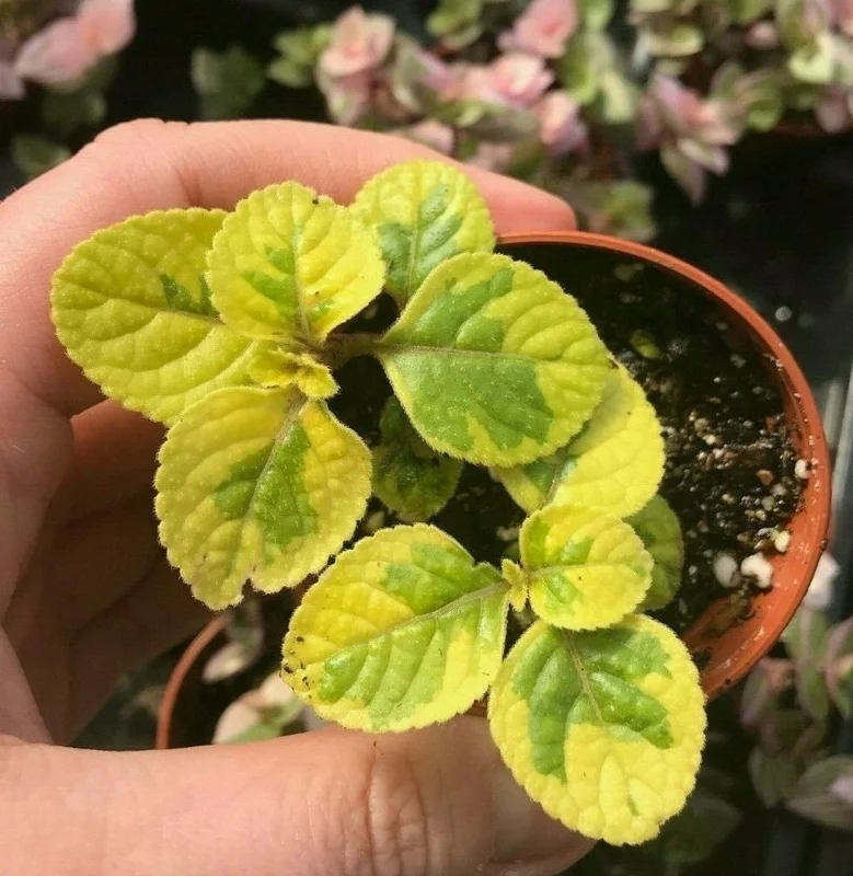 Plectranthus Lime Light Live Plant – 4x 2-inch Pots – Indoor/Outdoor - Image 3