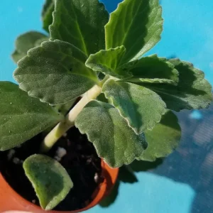Plectranthus Neochilus Live Plant – Fuzzy Green Lobster Flower – Swedish Ivy Spur Flower - Image 2