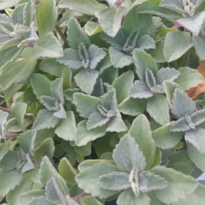 Plectranthus Neochilus Live Plant – Fuzzy Green Lobster Flower – Swedish Ivy Spur Flower - Image 3