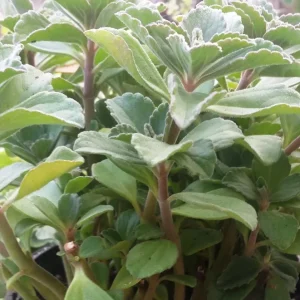 Plectranthus Neochilus Live Plant – Fuzzy Green Lobster Flower – Swedish Ivy Spur Flower - Image 4