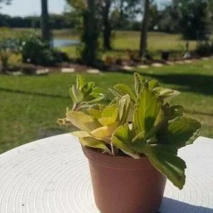 Plectranthus Neochilus Live Plant – Fuzzy Green Lobster Flower – Swedish Ivy Spur Flower - Image 1