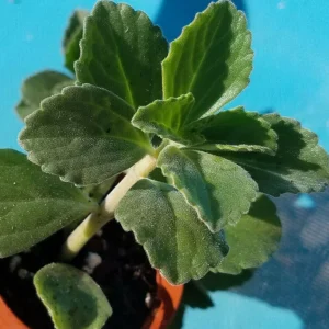 Plectranthus Neochilus Live Plant - Lobster Spur Flower - Fuzzy Swedish Ivy - Image 2