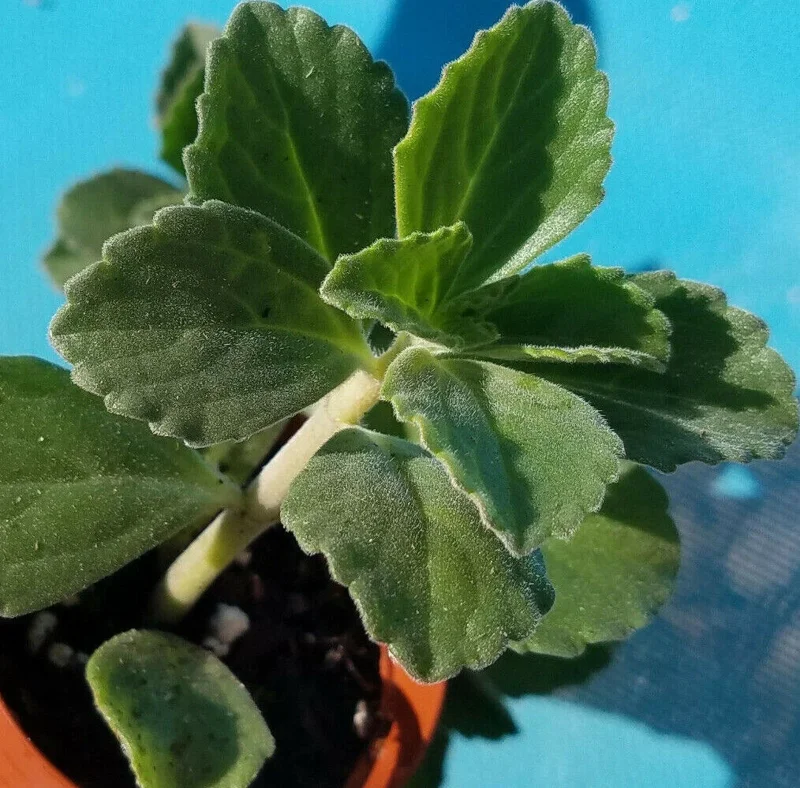 Plectranthus Neochilus Live Plant - Lobster Spur Flower - Fuzzy Swedish Ivy - Image 2