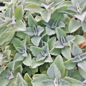 Plectranthus Neochilus Live Plant - Lobster Spur Flower - Fuzzy Swedish Ivy - Image 3