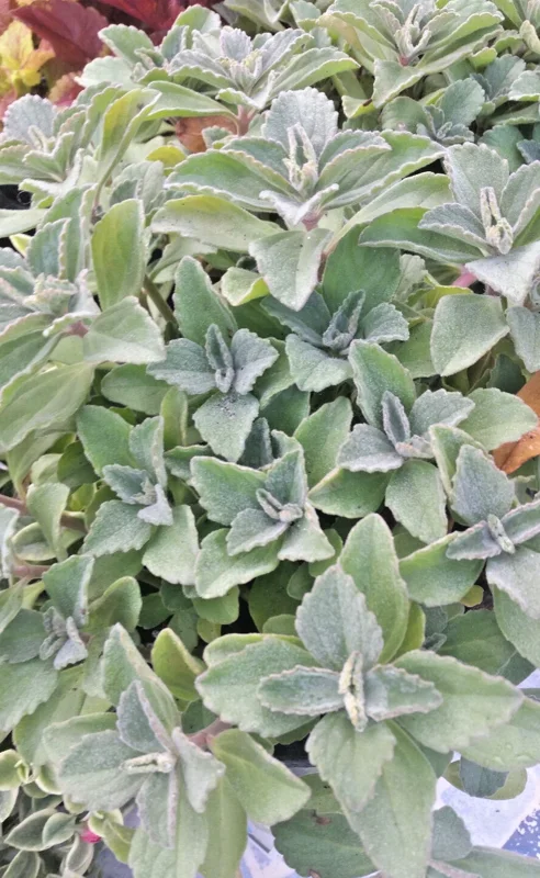 Plectranthus Neochilus Live Plant - Lobster Spur Flower - Fuzzy Swedish Ivy - Image 3