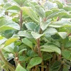 Plectranthus Neochilus Live Plant - Lobster Spur Flower - Fuzzy Swedish Ivy - Image 1