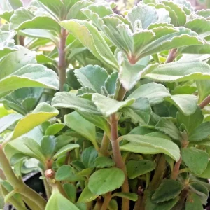Plectranthus Neochilus Live Plant - Lobster Spur Flower - Fuzzy Swedish Ivy - Image 1