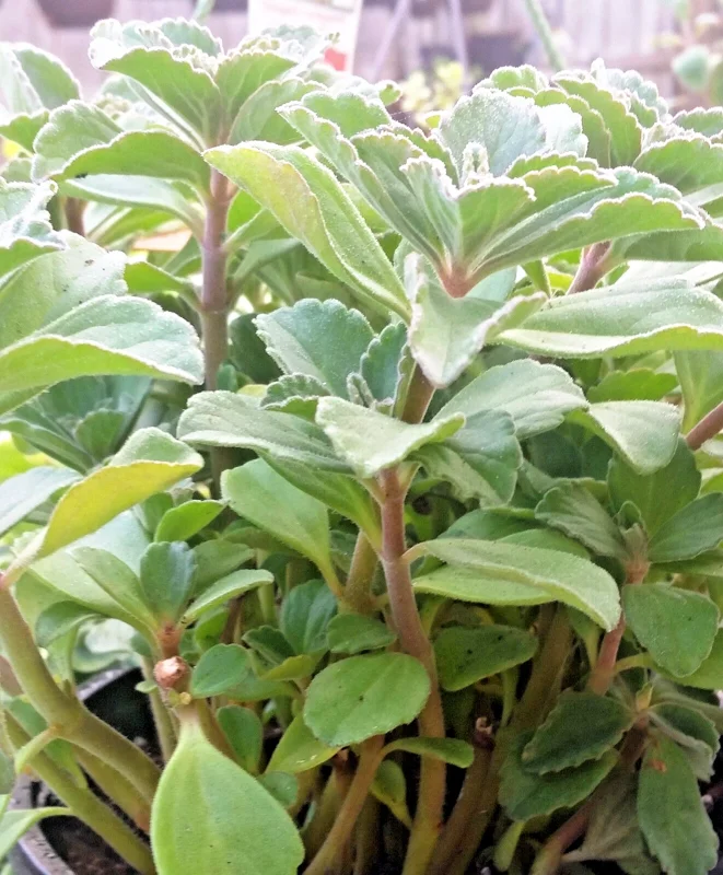 Plectranthus Neochilus Live Plant - Lobster Spur Flower - Fuzzy Swedish Ivy - Image 1