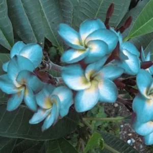 Plumeria Seeds - 5 Blue White Hawaiian Flower Lei Perennial Seeds - Image 8