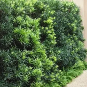 Podocarpus Maki Yew Plum Pine Live Plant, 6 inch Container, Drought-Tolerant Shrub - Image 2