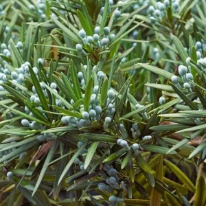 Podocarpus Maki Yew Plum Pine Live Plant, 6 inch Container, Drought-Tolerant Shrub - Image 3