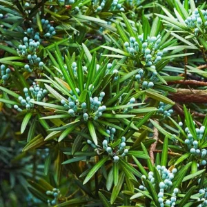 Podocarpus Maki Yew Plum Pine Live Plant, 6 inch Container, Drought-Tolerant Shrub - Image 4