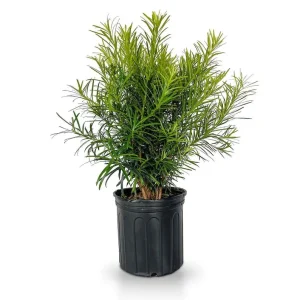 Podocarpus Maki Yew Plum Pine Live Plant, 6 inch Container, Drought-Tolerant Shrub - Image 1