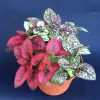 Polka Dot Plant Live - Hypoestes - Colorful Indoor Foliage Plant - Image 1
