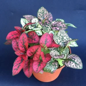 Polka Dot Plant Live - Hypoestes - Colorful Indoor Foliage Plant - Image 1