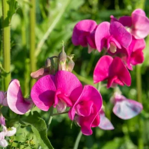 Polygala Myrtifolia Milkwort Cuttings - 7 Sweet Pea Bush Live Plants 6