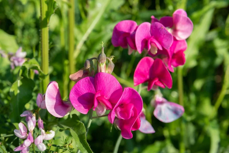 Polygala Myrtifolia Milkwort Cuttings - 7 Sweet Pea Bush Live Plants 6" - Image 2