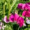 Polygala Myrtifolia Milkwort Cuttings - 7 Sweet Pea Bush Live Plants 6" - Image 1