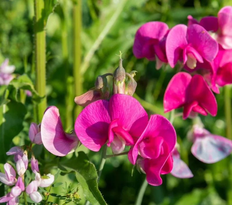 Polygala Myrtifolia Milkwort Cuttings - 7 Sweet Pea Bush Live Plants 6" - Image 1