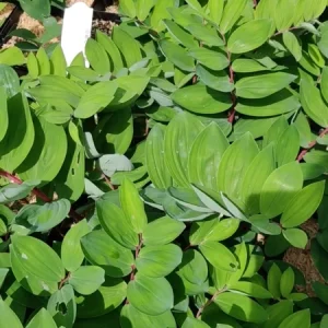 Polygonatum odoratum Ruby Slipper Solomon's Seal Live Plant 5.25