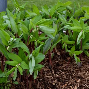 Polygonatum odoratum Ruby Slipper Solomon's Seal Live Plant 5.25