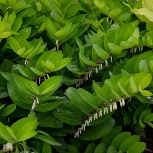 Polygonatum odoratum Ruby Slipper Solomon's Seal Live Plant 5.25