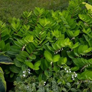 Polygonatum odoratum Ruby Slipper Solomon's Seal Live Plant 5.25