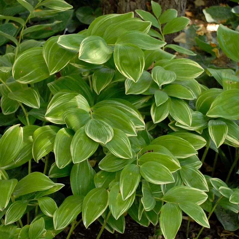 Polygonatum odoratum 'Variegatum' Live Plant - 5.25" Pot Perennial - Image 2