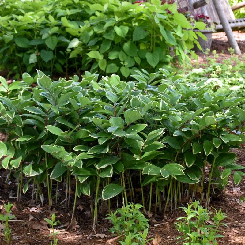 Polygonatum odoratum 'Variegatum' Live Plant - 5.25" Pot Perennial - Image 1