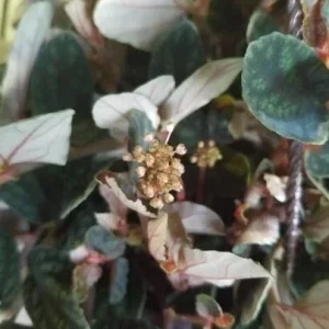 Polynesian Ivy Live Plant – Satin Pellionia Pulchra – Variegated Low Light Houseplant - Image 2
