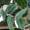 Polynesian Ivy Live Plant – Satin Pellionia Pulchra – Variegated Low Light Houseplant - Image 1