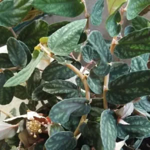 Polynesian Ivy Live Plant – Satin Pellionia Pulchra – Variegated Low Light Houseplant - Image 3
