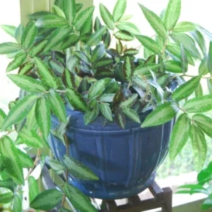 Polynesian Ivy Trailing Houseplant - Pellionia Repens Live Plant Indoor - Image 2