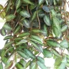 Polynesian Ivy Trailing Houseplant - Pellionia Repens Live Plant Indoor - Image 1