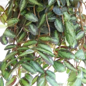 Polynesian Ivy Trailing Houseplant - Pellionia Repens Live Plant Indoor - Image 1