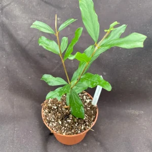 Pomegranate Afganski Live Plant - Punica Granatum in 3" Pot - Image 2