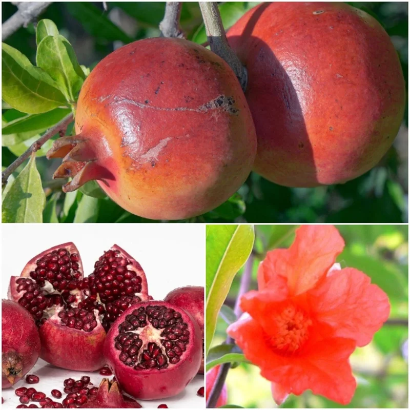 Pomegranate Tree Cuttings – 7 Live 6-inch Fruit Plant Cuttings – Punica Granatum - Image 2