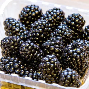 Ponca Thornless Blackberry Live Plant 5.25