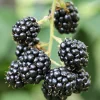 Ponca Thornless Blackberry Live Plant 5.25" Pot - Fast Growing Perennial - Image 1