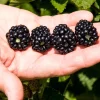Ponca Thornless Blackberry Live Plant – Large Sweet Fruit – 3" Pot - Image 1