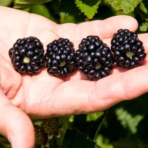 Ponca Thornless Blackberry Live Plant – Large Sweet Fruit – 3" Pot - Image 1