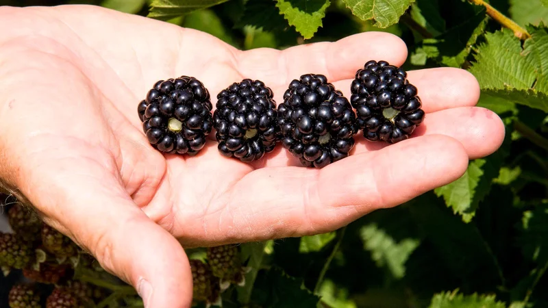 Ponca Thornless Blackberry Live Plant – Large Sweet Fruit – 3" Pot - Image 1