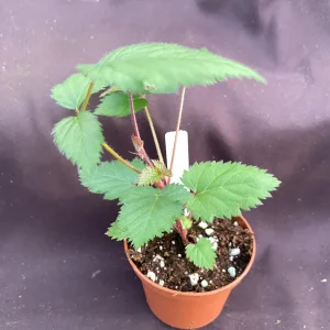 Ponca Thornless Blackberry Live Plant – Large Sweet Fruit – 3" Pot - Image 2