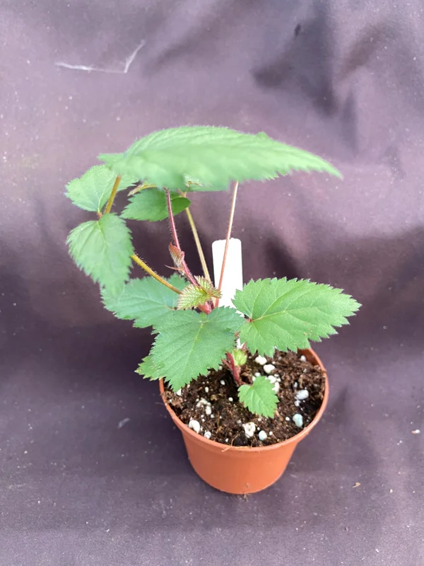 Ponca Thornless Blackberry Live Plant – Large Sweet Fruit – 3" Pot - Image 2