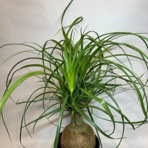 Ponytail Palm Live Plant – 6" Pot – Pet Safe Indoor Houseplant - Image 2