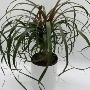 Ponytail Palm Live Plant – 6