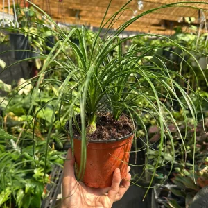 Ponytail Palm Live Plant – 6