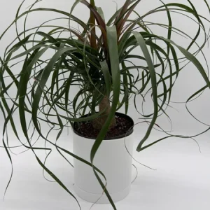 Ponytail Palm Live Plant – 6